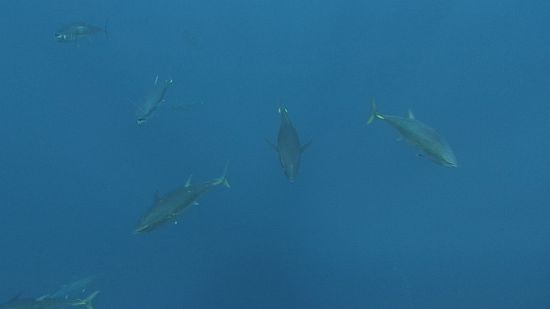 Pictorial: Somewhere off Bermi